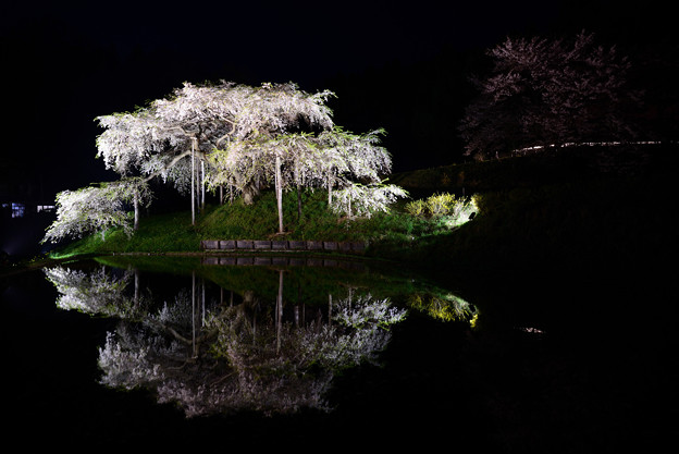 Photos: 中島の地蔵桜２