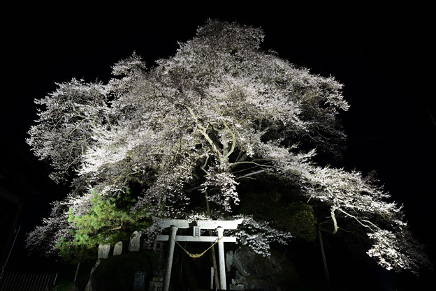 新殿神社の岩桜