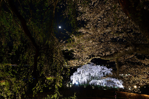 三春滝桜１