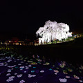 Photos: 三春滝桜２