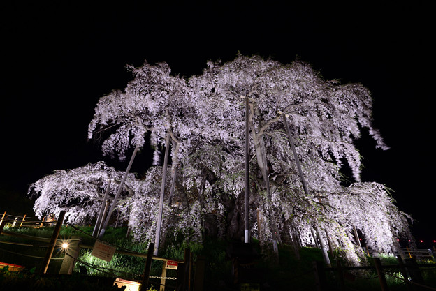 Photos: 三春滝桜３