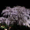 Photos: 三春滝桜３