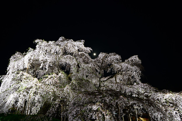 Photos: 三春滝桜４