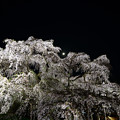 三春滝桜４