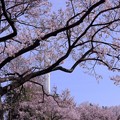Photos: 高遠小彼岸桜