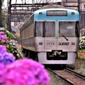 写真: 紫陽花電車