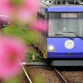 写真: 電車と花