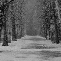写真: 雪のプラタナス並木