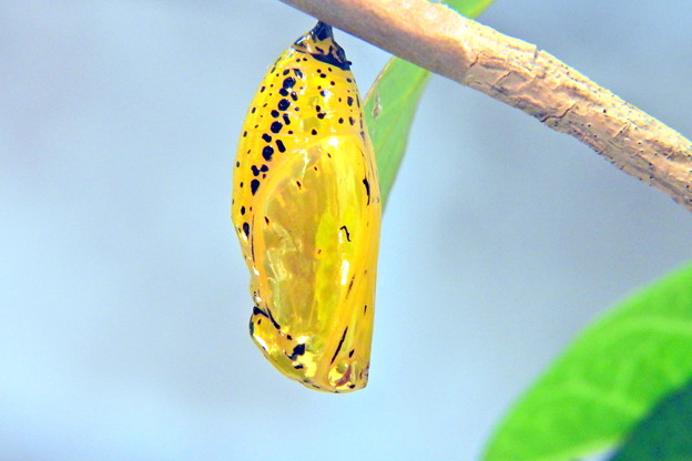 写真: オオゴマダラの蛹