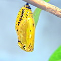 写真: オオゴマダラの蛹