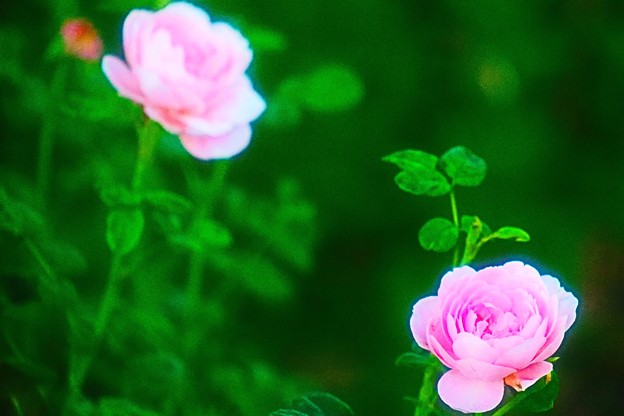 Photos: 真夏の薔薇