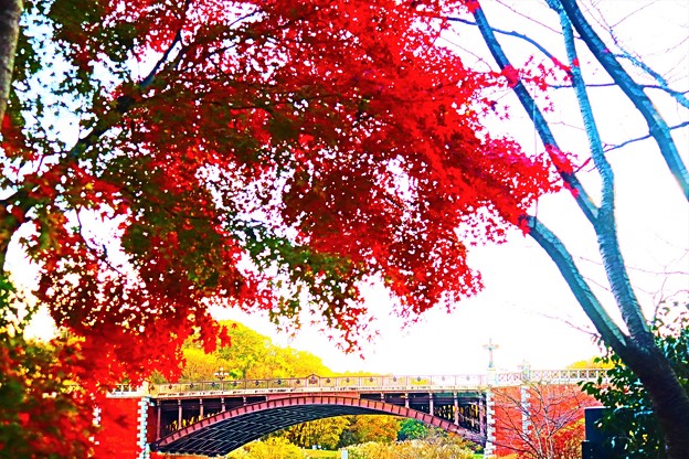 Photos: 紅葉と橋