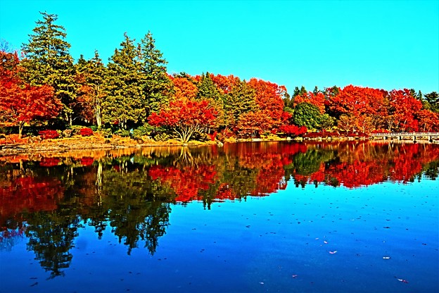 写真: 紅葉の風景