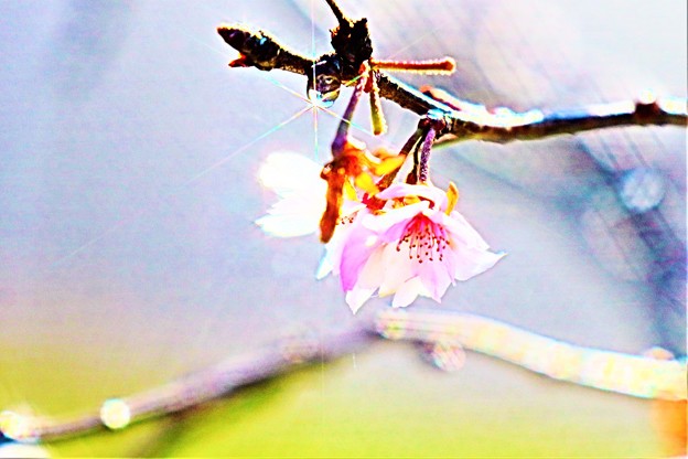 写真: 煌めきと桜