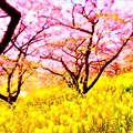 Photos: 桜と菜の花