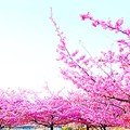 Photos: 桜満開