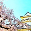 Photos: 桜と城