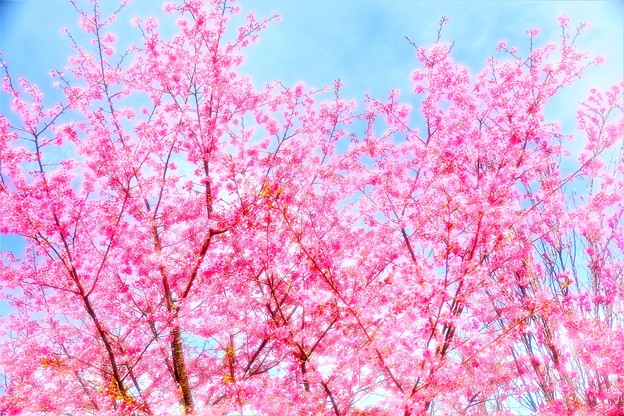 写真: ピンクの桜
