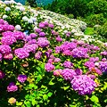 Photos: 紫陽花の丘