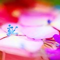 Photos: 紫陽花のおチビ達