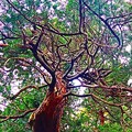 写真: 生命の木