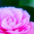 Photos: ピンクの花びら
