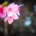 Photos: ハートの中の桜