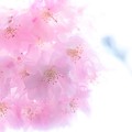 透明桜