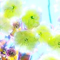 Photos: 緑の桜