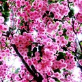 丸い桜