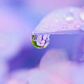 Photos: 梅雨の雫の紫陽花