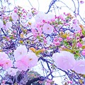写真: 可愛い桜さん