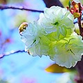 写真: 緑の桜