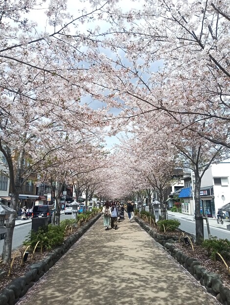 写真: 桜並木