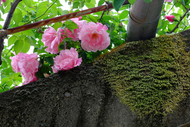 Photos: 苔とバラ