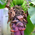 Photos: 緑のバナナと花？
