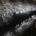 キラキラの夜桜
