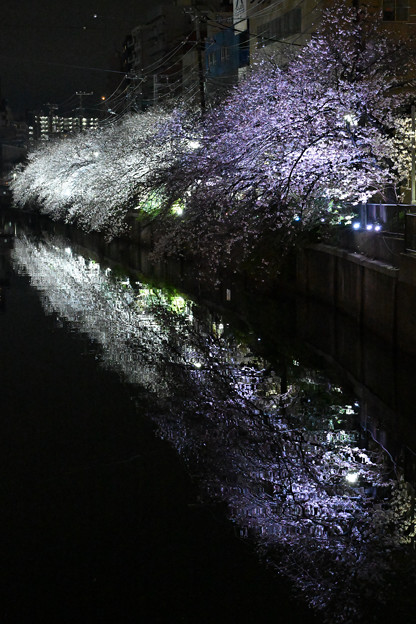 横浜大岡川の夜桜