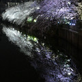 Photos: 横浜大岡川の夜桜