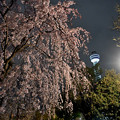 Photos: 山下公園の枝垂れ桜