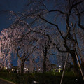 Photos: 山下公園の枝垂れ桜