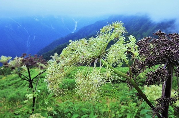 写真: 高山植物　12