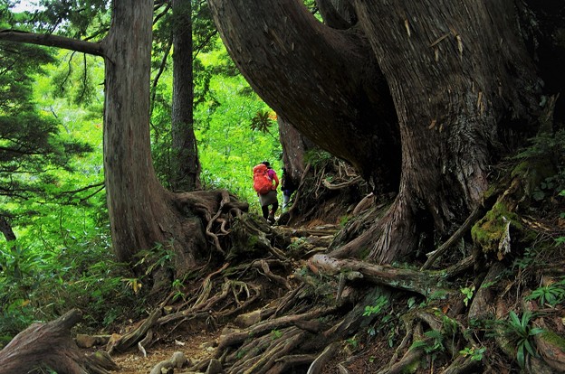 写真: 巨木の登山道