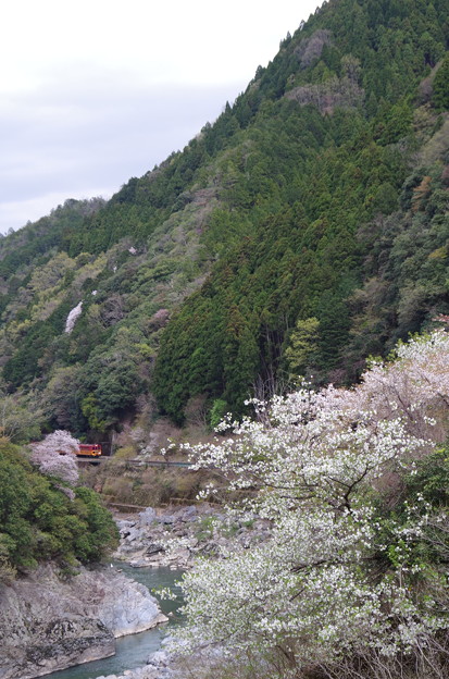 Photos: サクラ咲く保津川峡谷を行くトロッコ