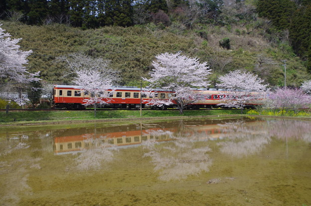 写真: 国鉄型車両と桜の水鏡