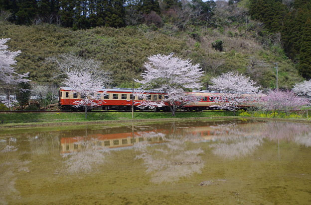写真: 東総元〜久我原駅間の桜並木を行く国鉄型車両