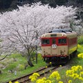 Photos: 桜と菜の花の中を走る急行夷隅