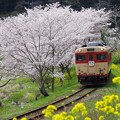 Photos: 春満開の東総元カーブを行く国鉄型車両