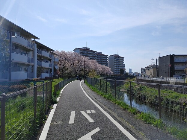 境川の桜