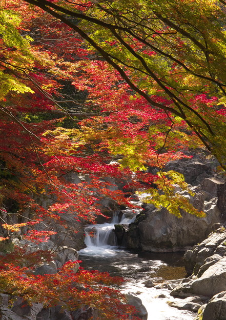 写真: 渓流の秋